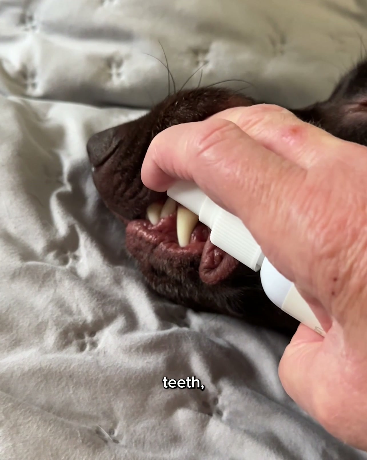 Still Eating Fine? His Gums May Tell a Different Story.