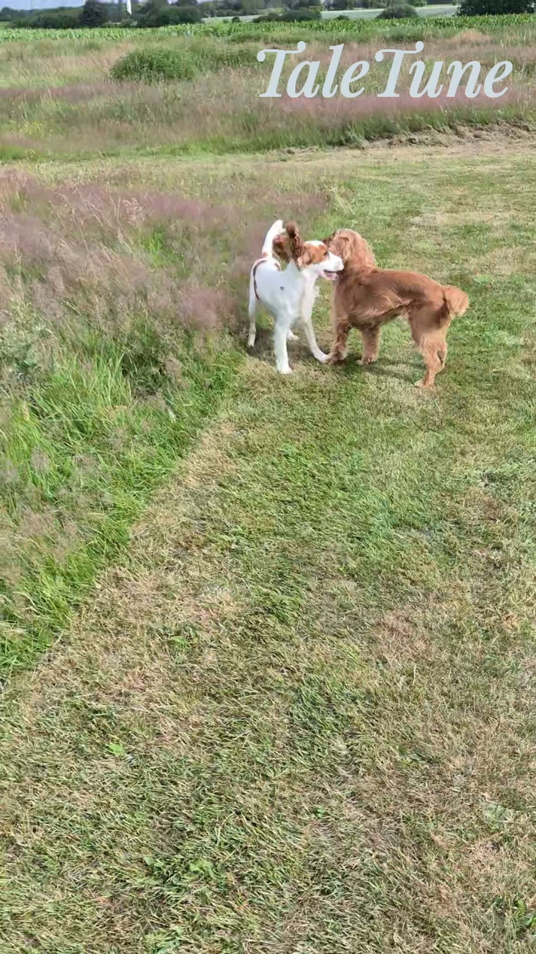 Hedra minnet av en alldeles särskild hund!