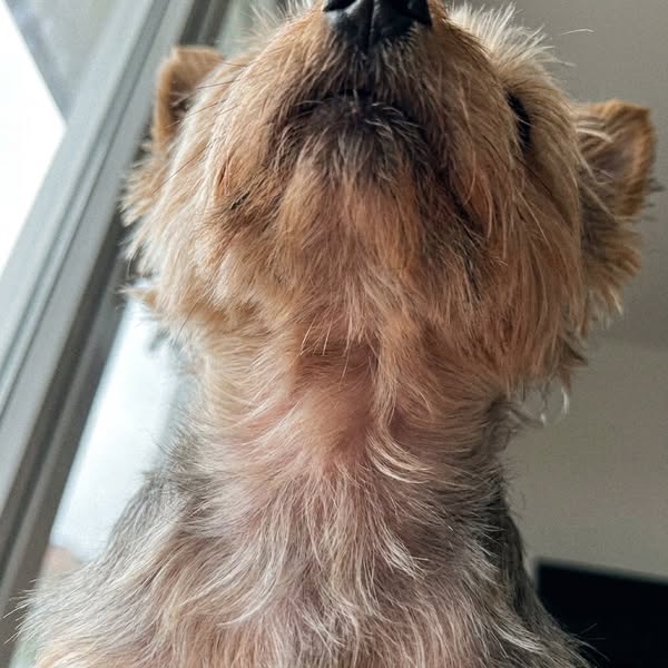 Three Yorkies. Two Are Gone. One Never Honked.