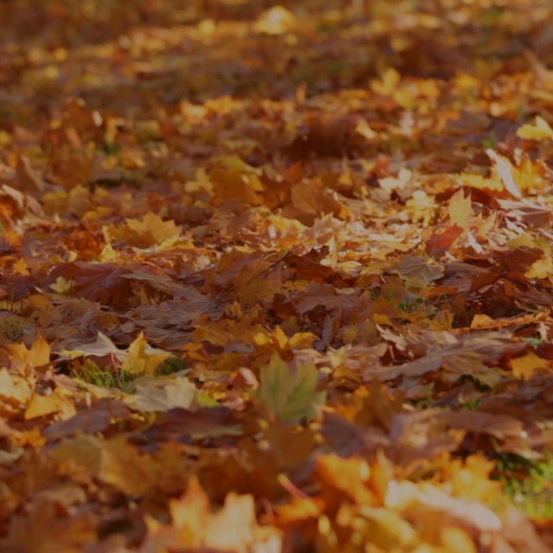 Insulated Protection for Every Season