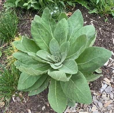 Smoking mullein? Your doctor saw this