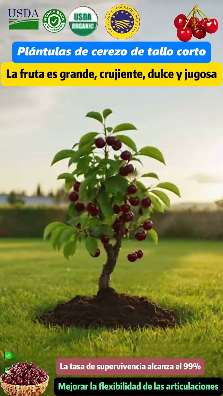 【HAZ CLIC AQUÍ Y PLANTA TU CEREZO ENANO EN ESTA TEMPORADA DE OTOÑO】