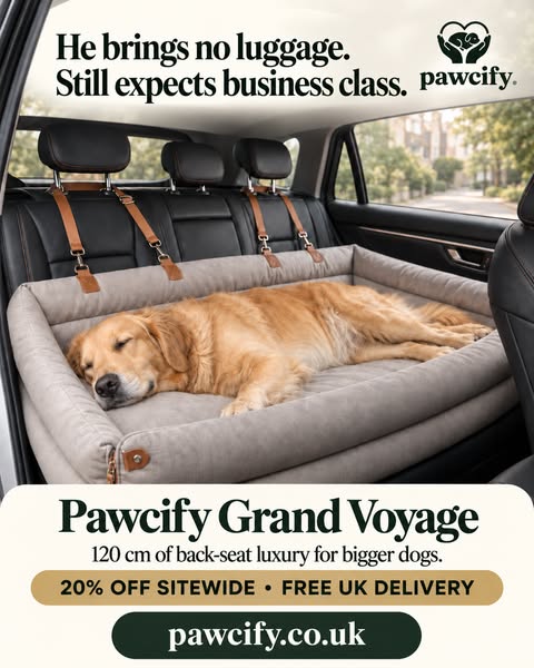 Business class for bigger dogs