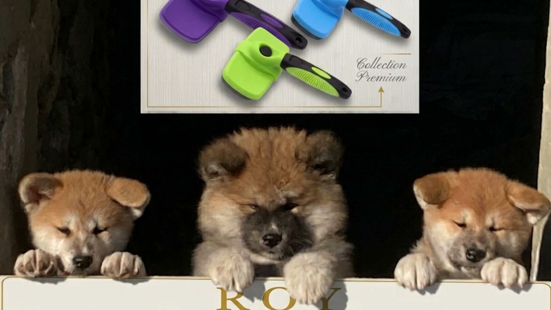 Brosse Autonettoyante — Un Pelage Brillant en 5 min