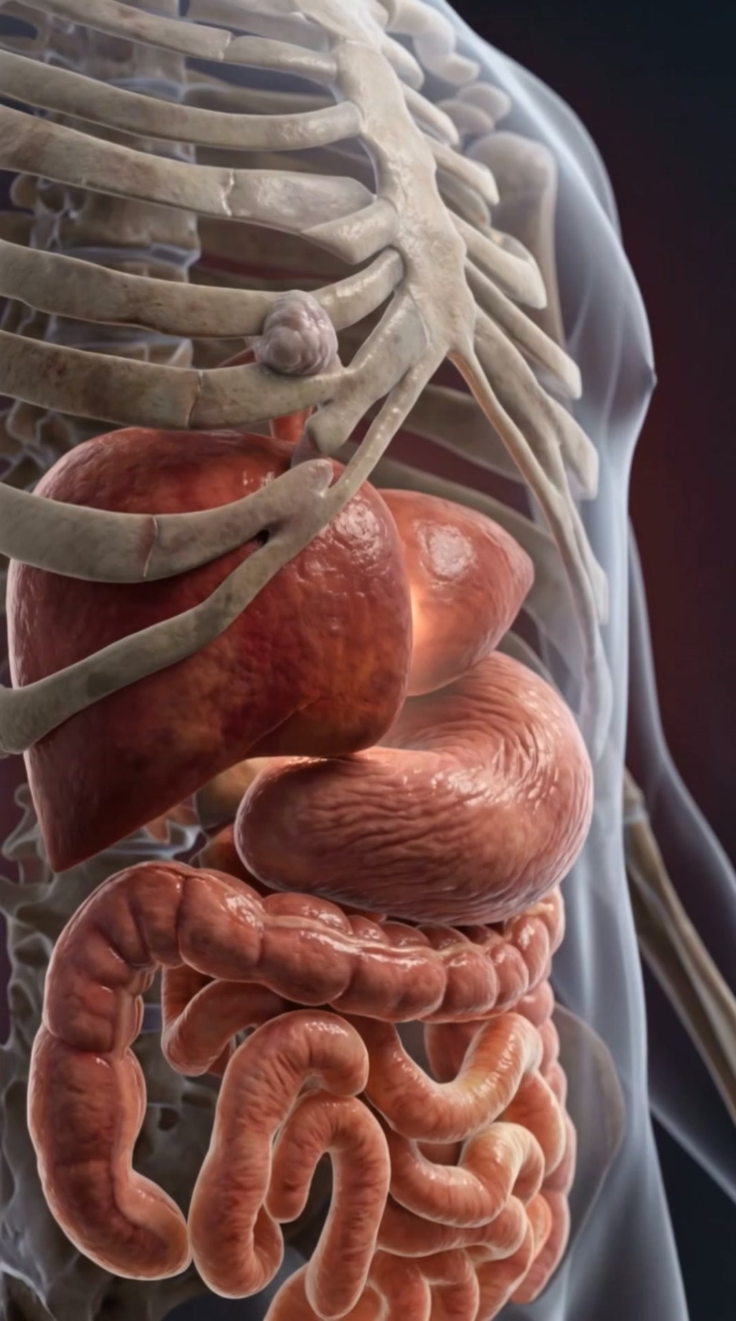 Give your liver what it needs.