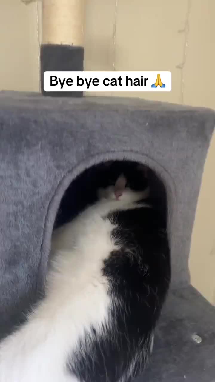 News - Pet Pro Grooming Tool