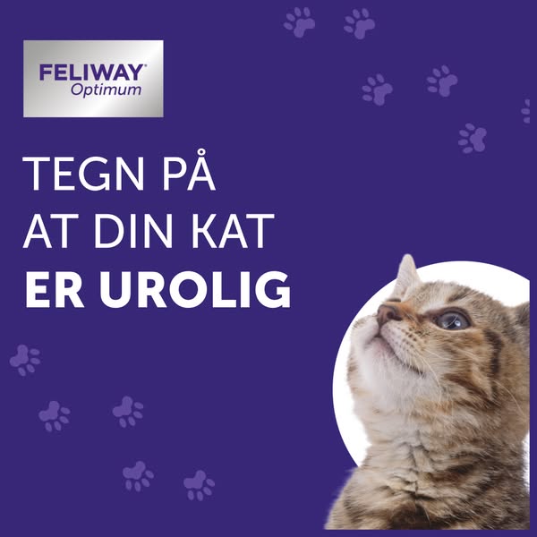Tegn på at din kat er urolig