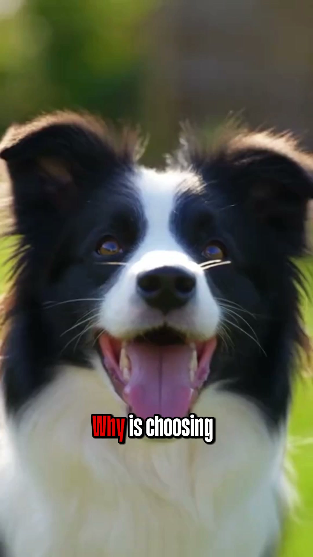 Pawgars™ | Cigar Chew Toy