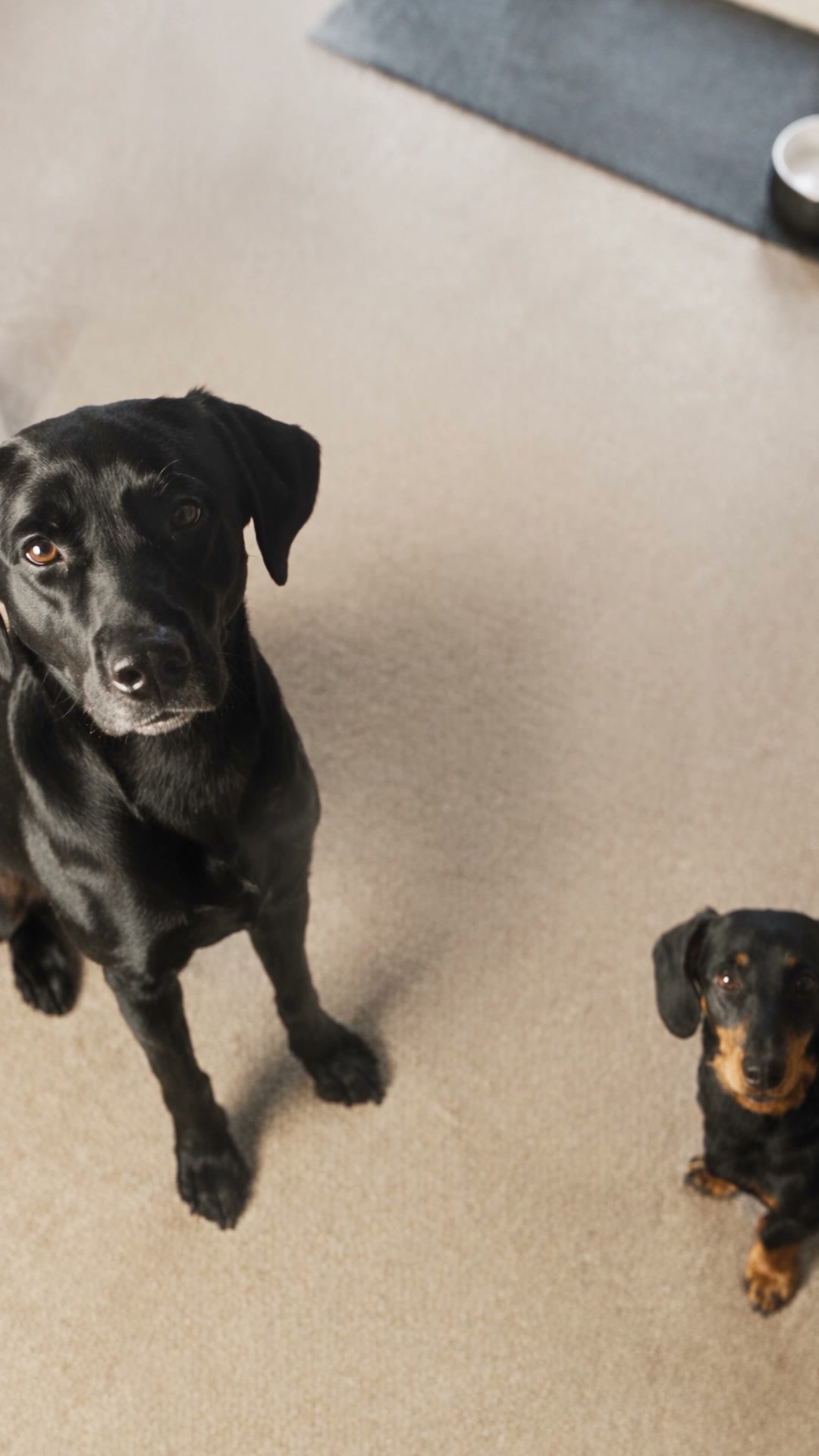 Dogs Go Wild For Hollings