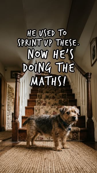 Natural Joint Support For Dogs