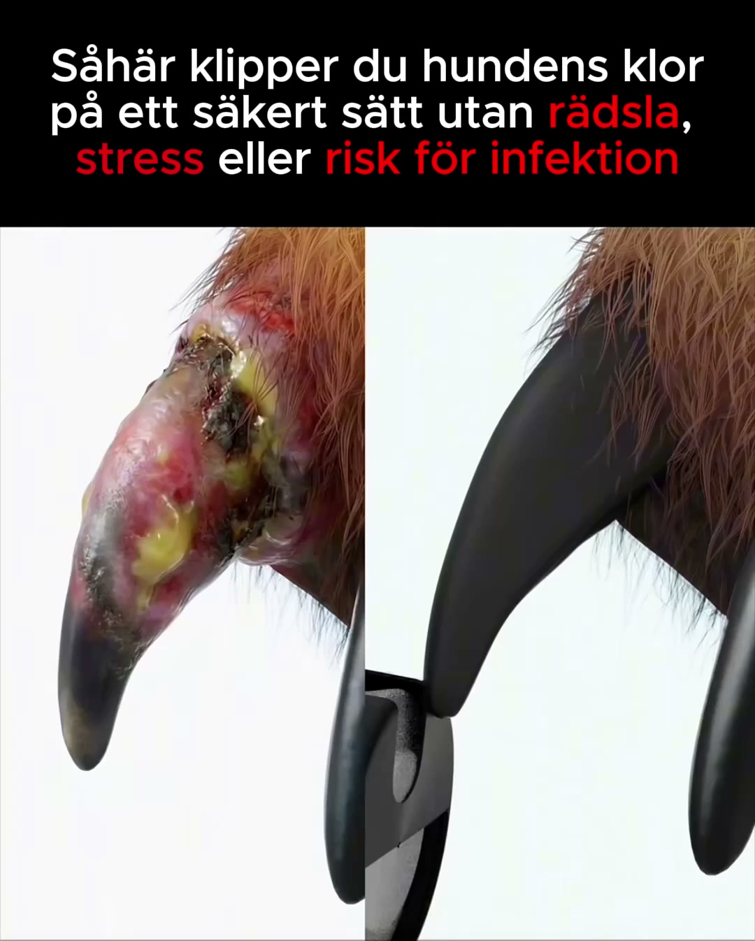 Stressfri klovård för din bästa vän!