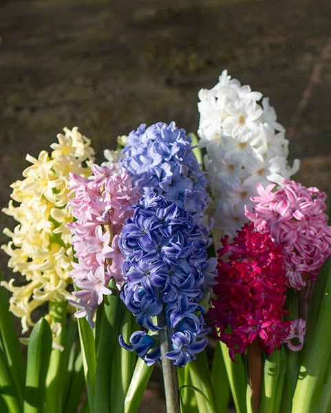 Hyacinth Mixture Bulbs