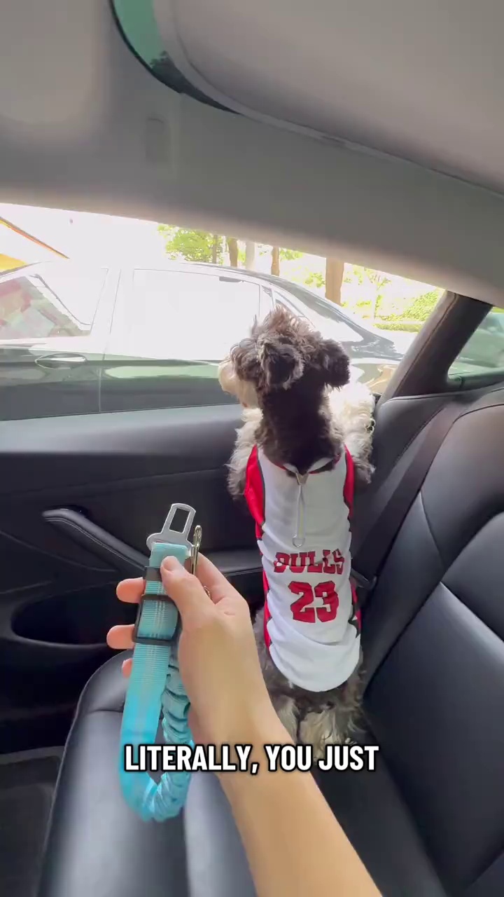 Pet moving around too much during everyday car rides?
