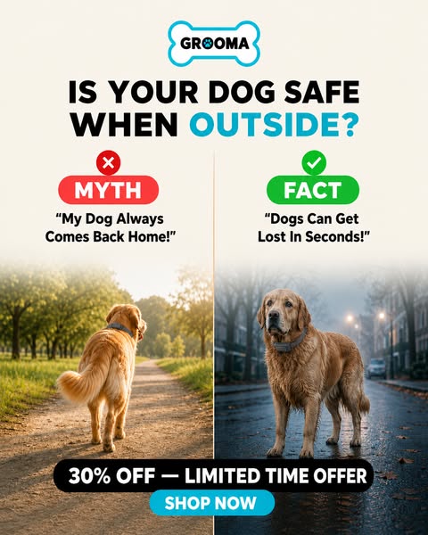 Dogs Get Lost In Seconds, Buy Now
