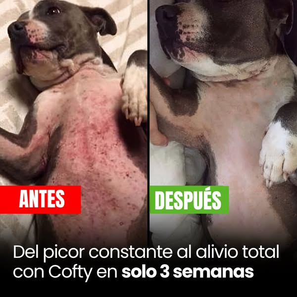 +50.000 perros ya lo usan