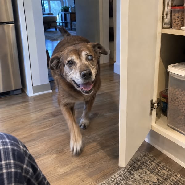 For anyone with an older dog