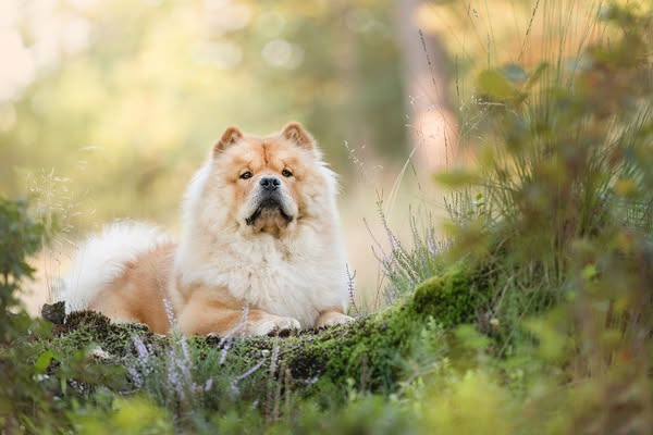 Maak de mooiste foto's van jouw hond
