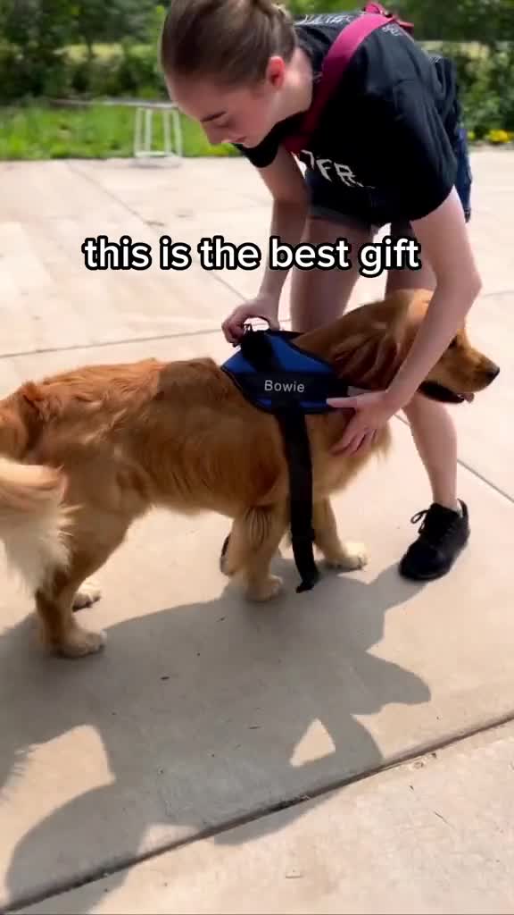 Anúncio de Waggy Tails Shop