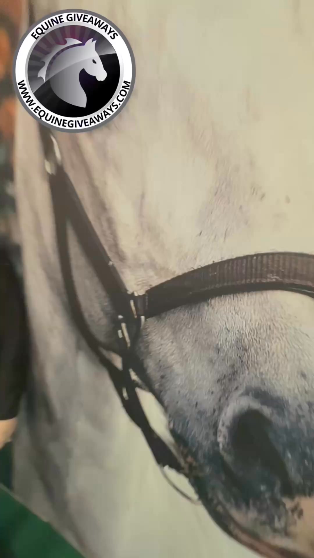 WIN A HORSEBOX NOW!