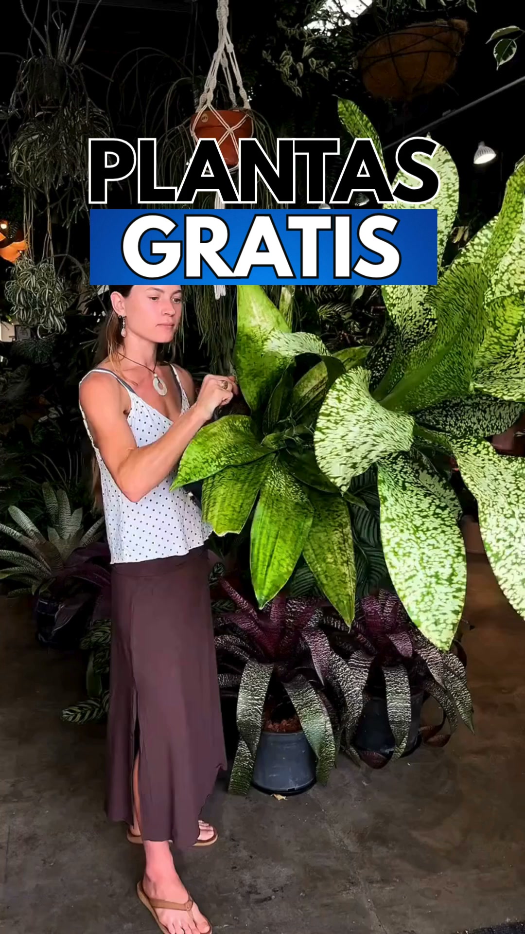 PLANTAS GRATIS