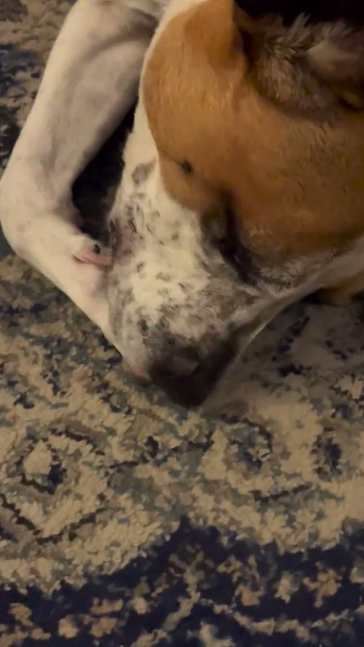 The Fastest Relief for Itchy, Smelly Dog Ears
