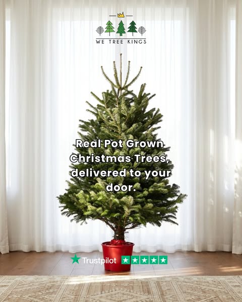 Real, Pot Grown Christmas Trees