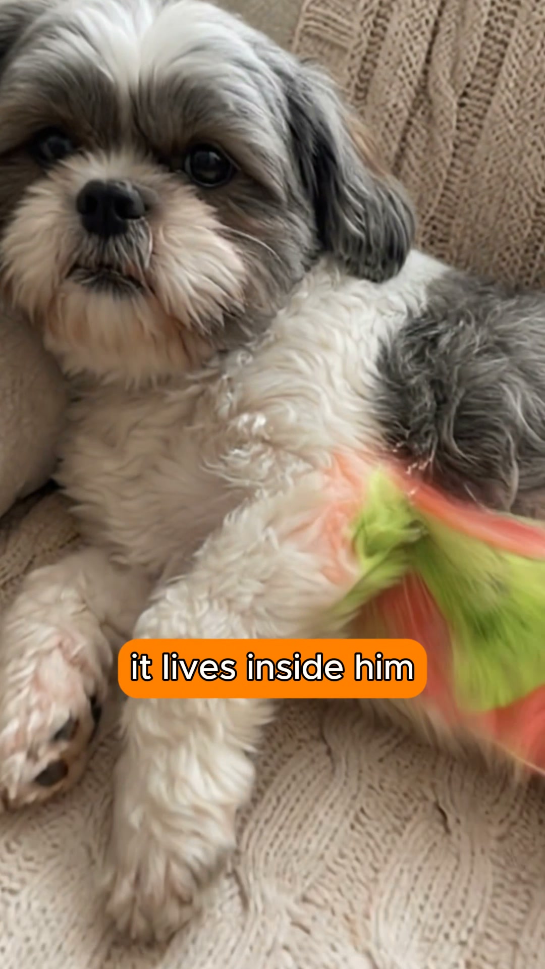 The Fastest Relief for Itchy, Smelly Dog Ears