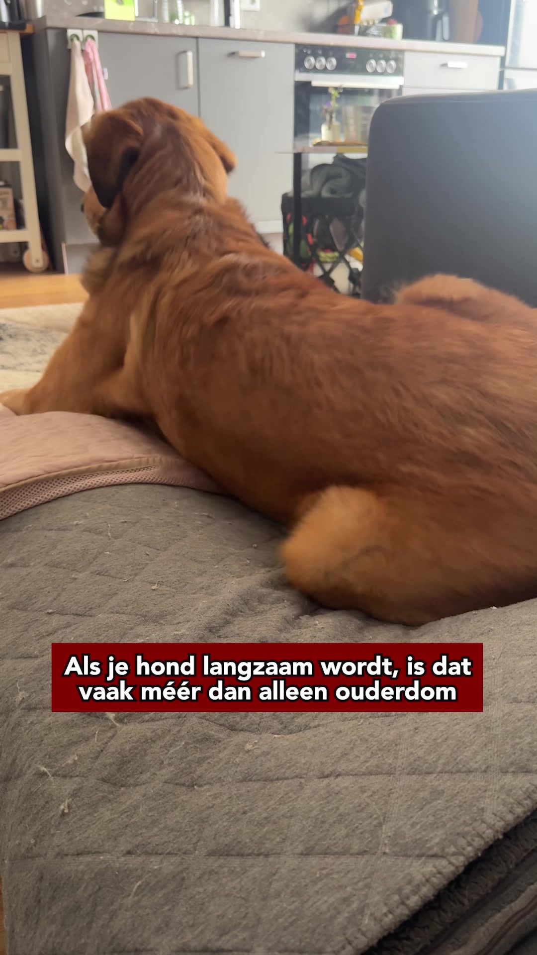 Ontwikkeld samen met dierenartsen