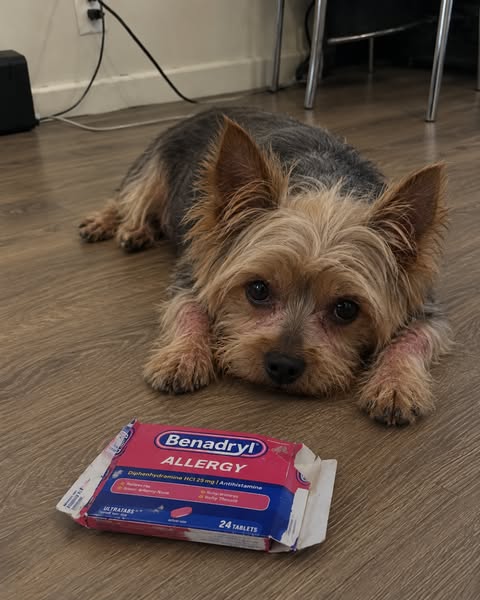 Read this if your yorkie has allergies