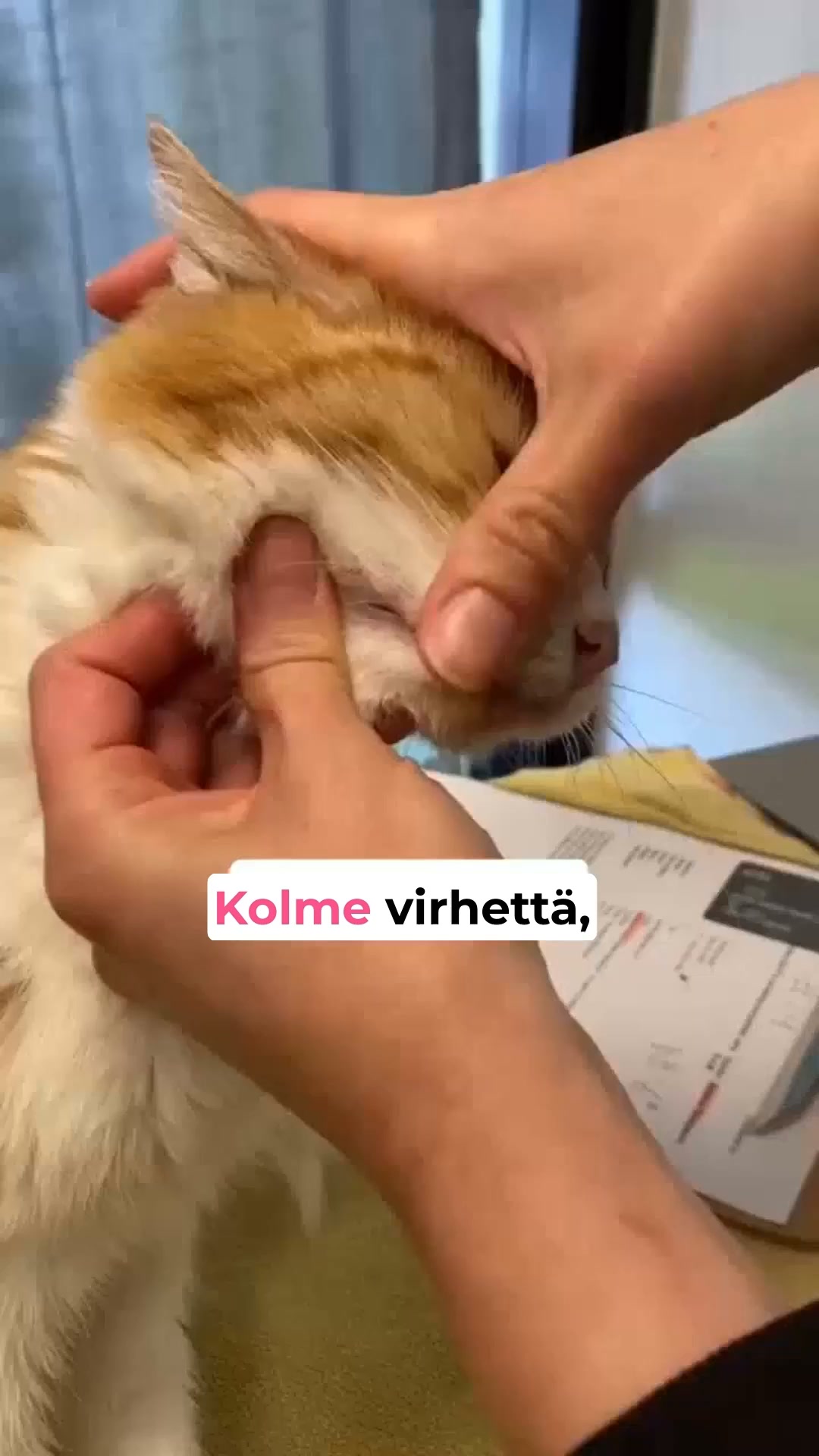 Onnellisempi kissa odottaa
