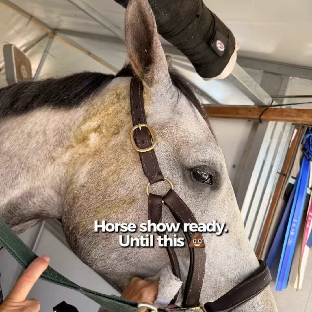Clean Horse. No Bath Required.