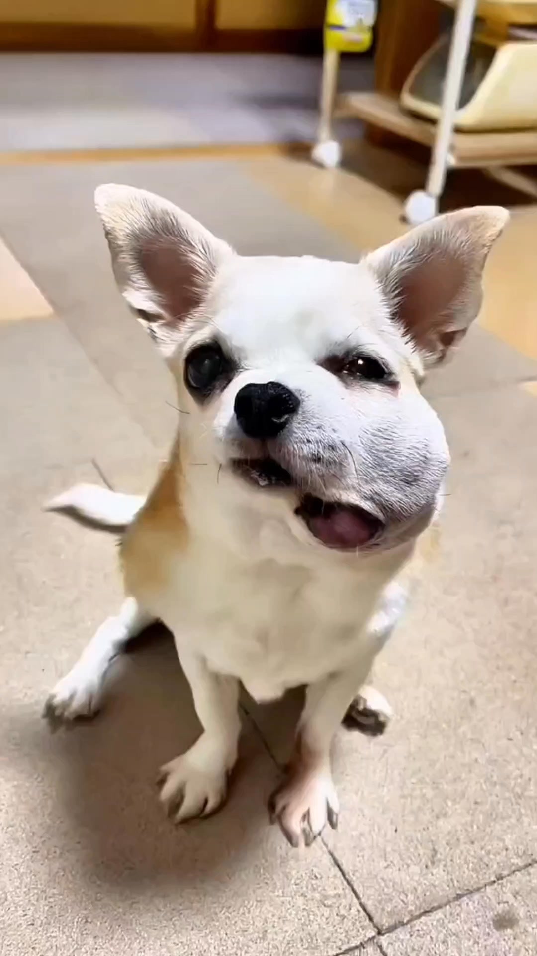 Lee si tu perro no te deja cepillarle los dientes