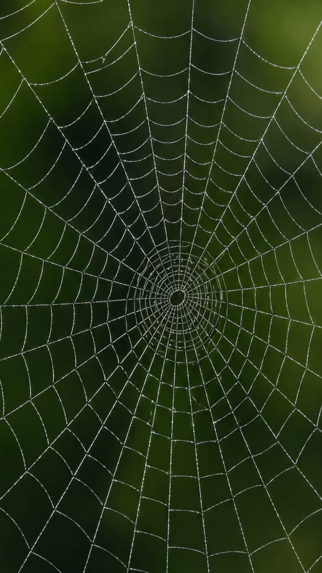 ¡Descubre un mundo invisible a simple vista!