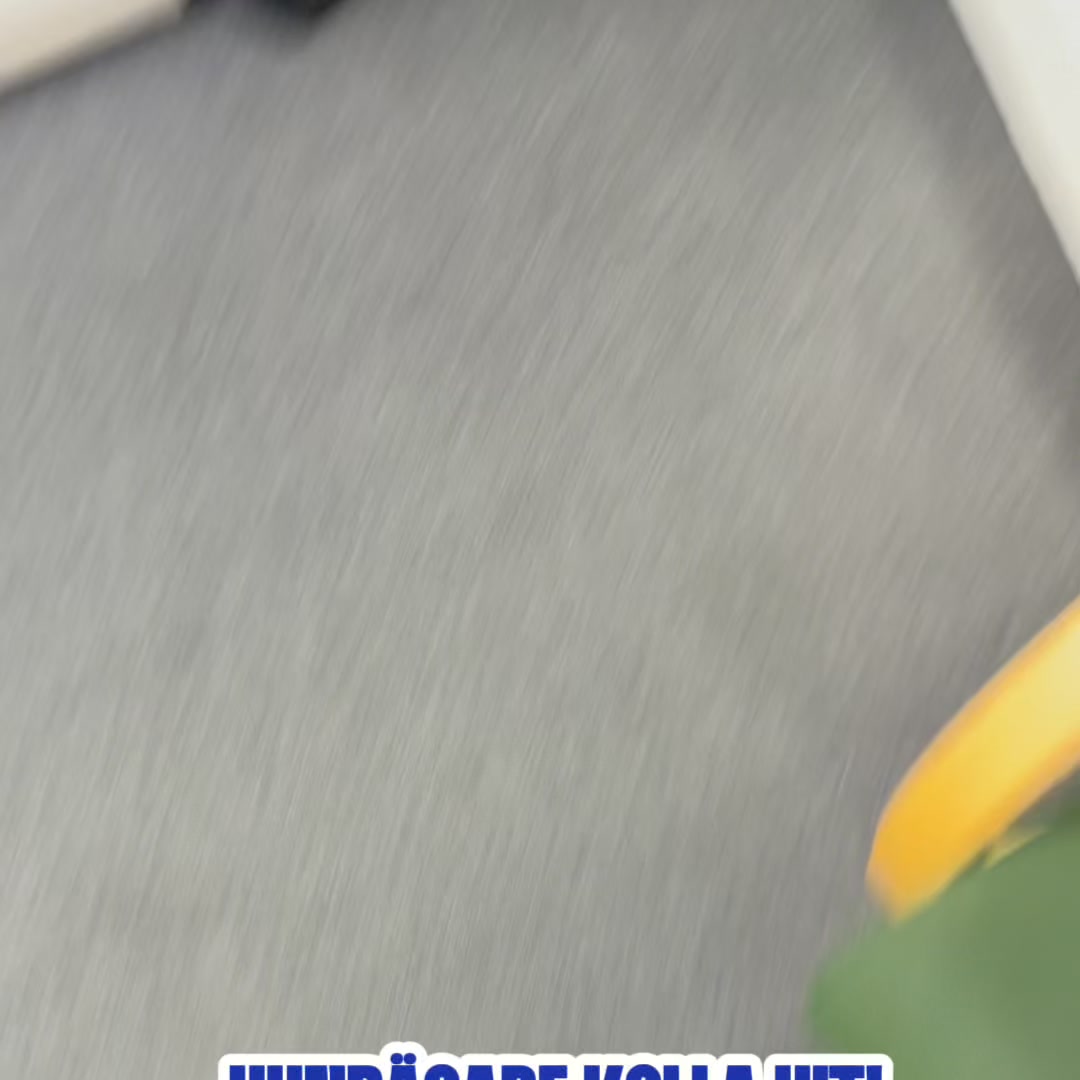 För en lugnare hund
