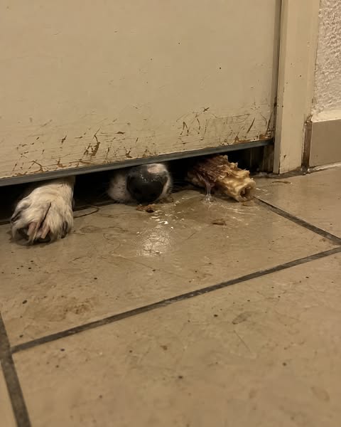 Lies das, wenn er trotz 2 Stunden Gassi an der Tür sitzt