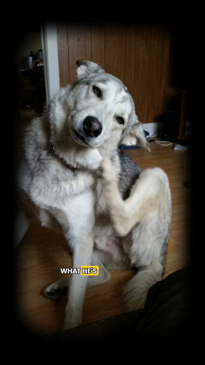 The Fastest Relief for Itchy, Smelly Dog Ears