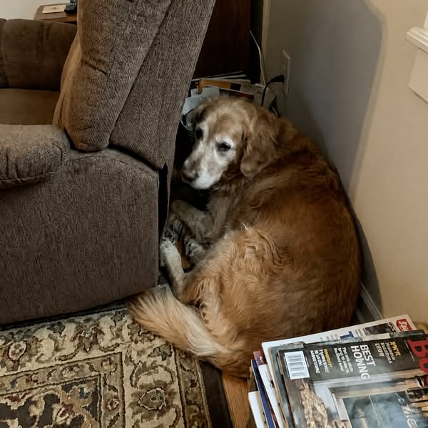 My Dog Bit My Daughter Then Apologized