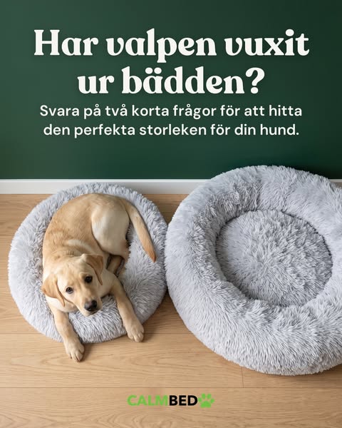 Dags för en större bädd?