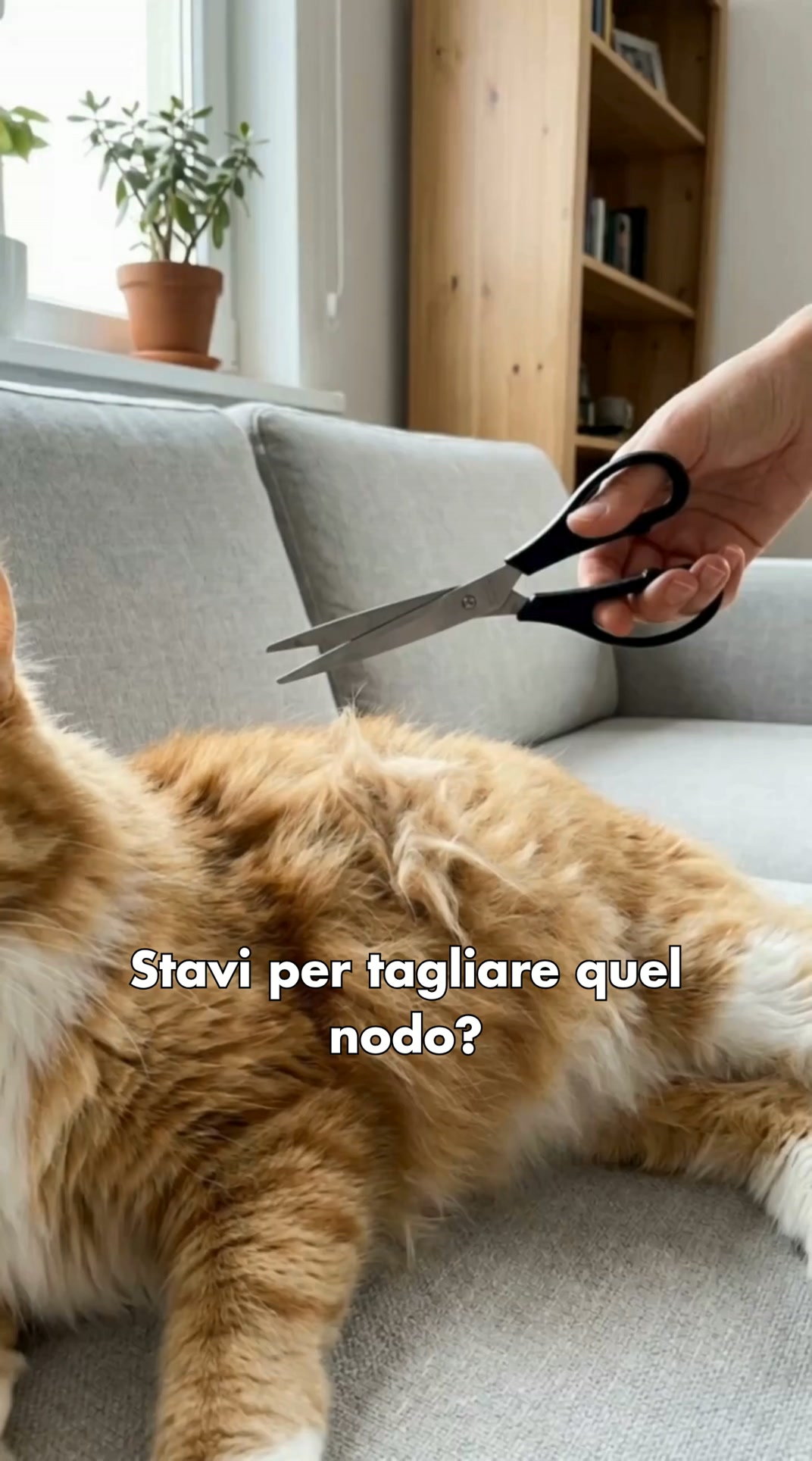 Basta forbici e strappi | Toelettatura sicura per gatti