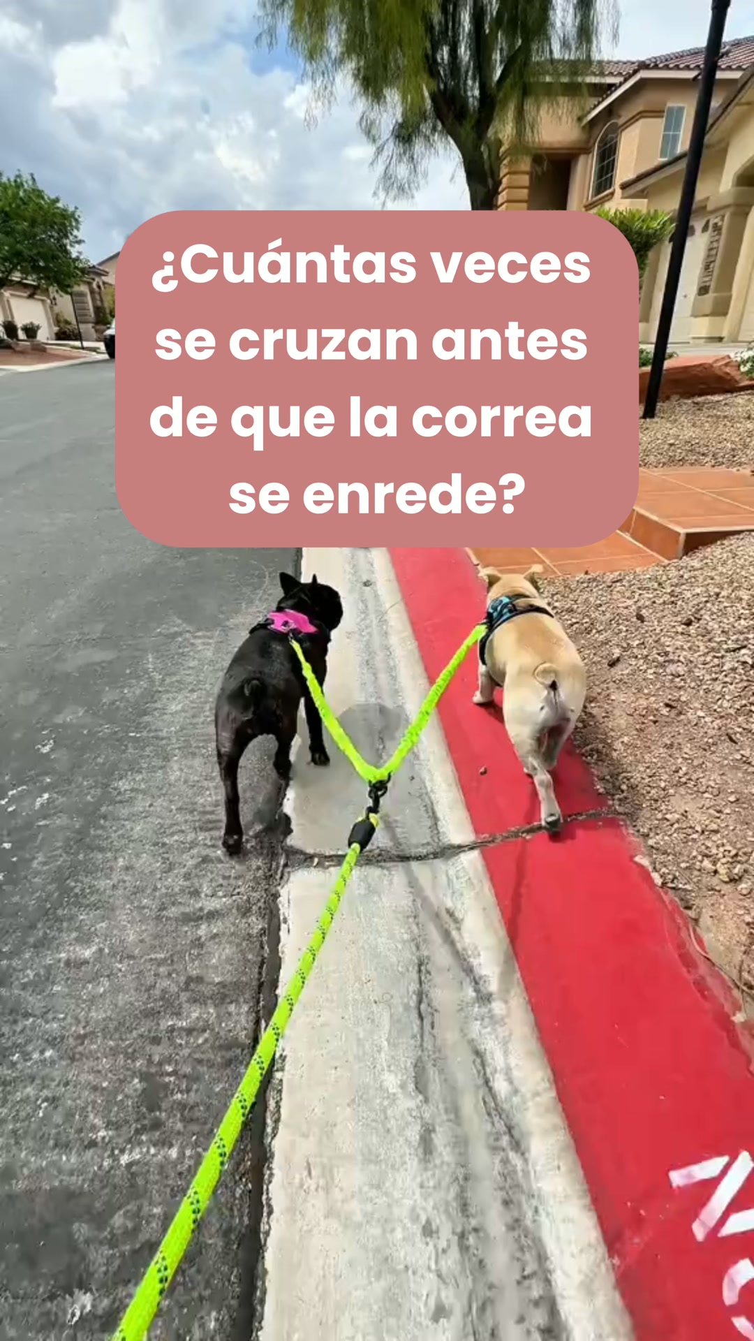 ¿Dos perros? Una sola correa