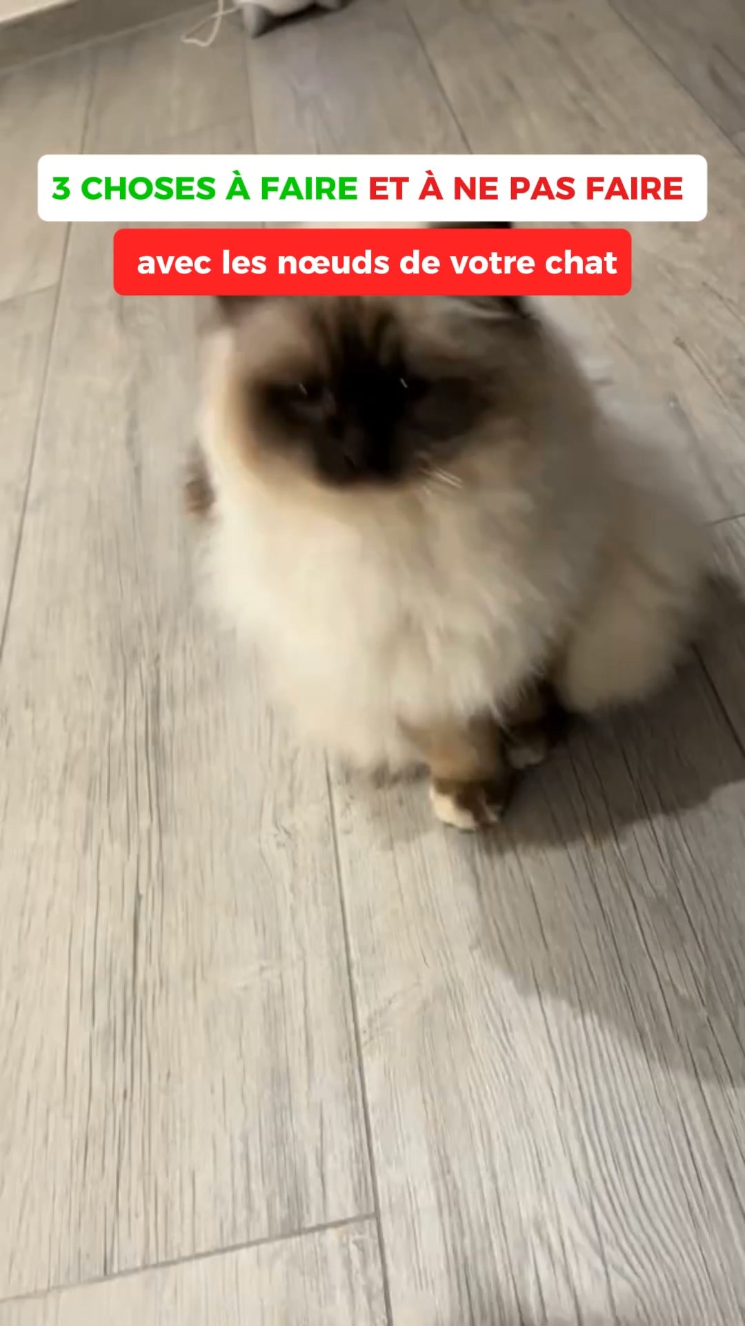 4.8 · +10 000 chats sauvés