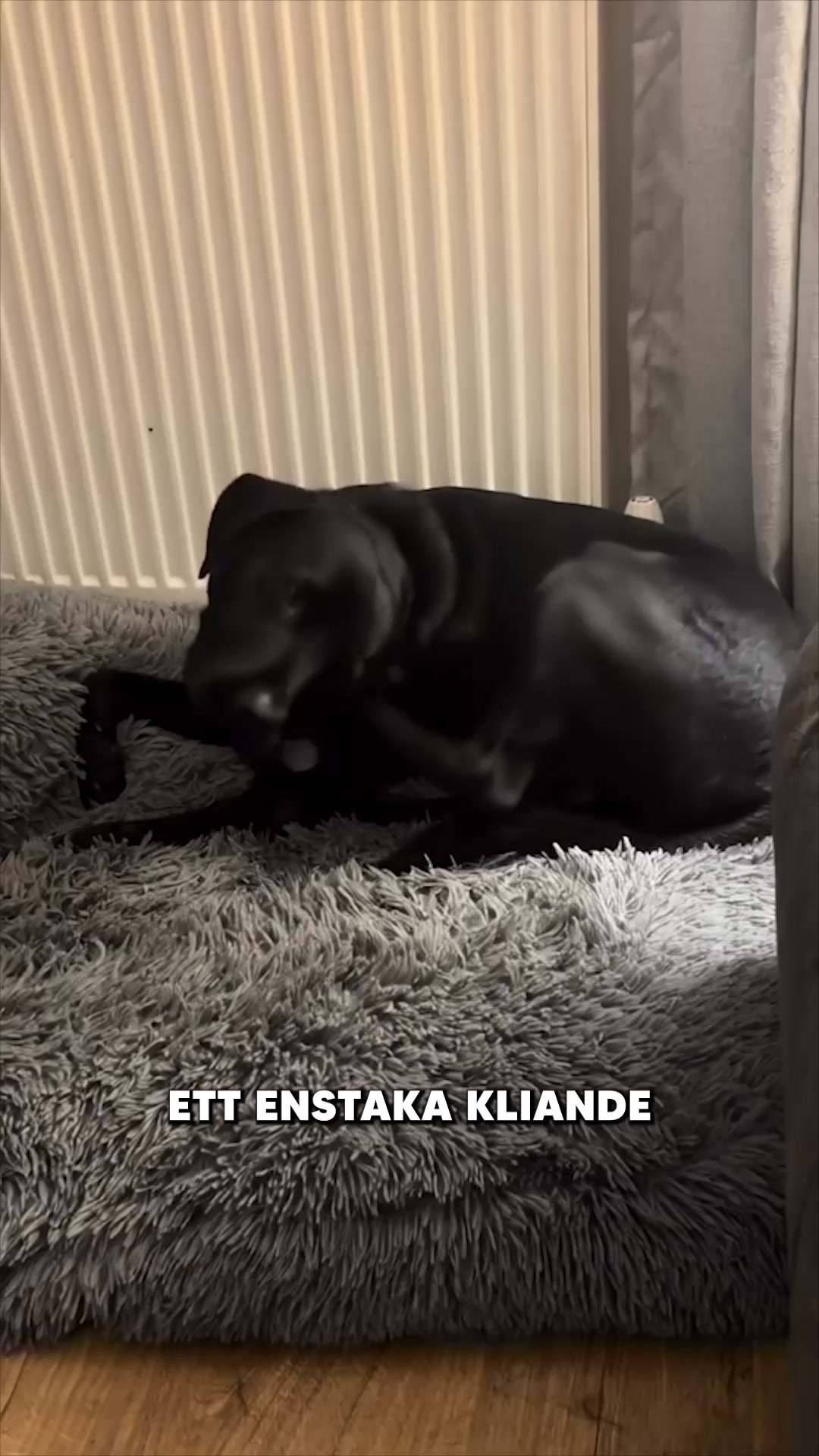 Nyhet: SuppliPet Anti Itch