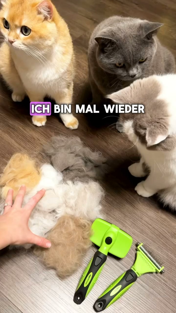 Die Bürste, die deine Katze akzeptiert
