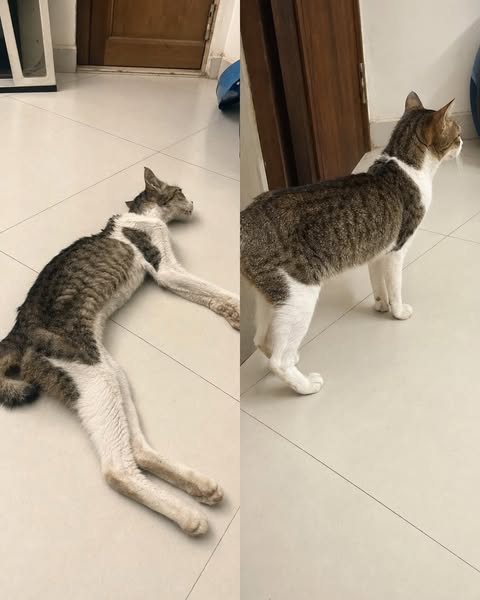 SHE WAS GETTING THINNER. THEN SHE COULDN’T GET UP.