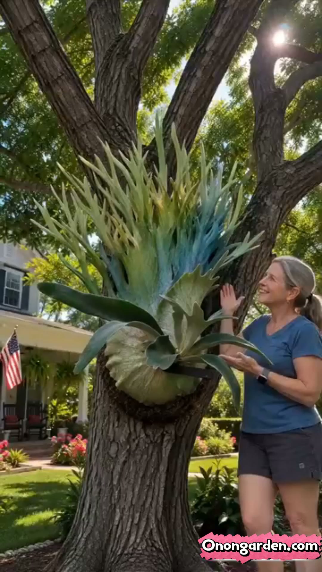 Rare Rainbow Staghorn Fern