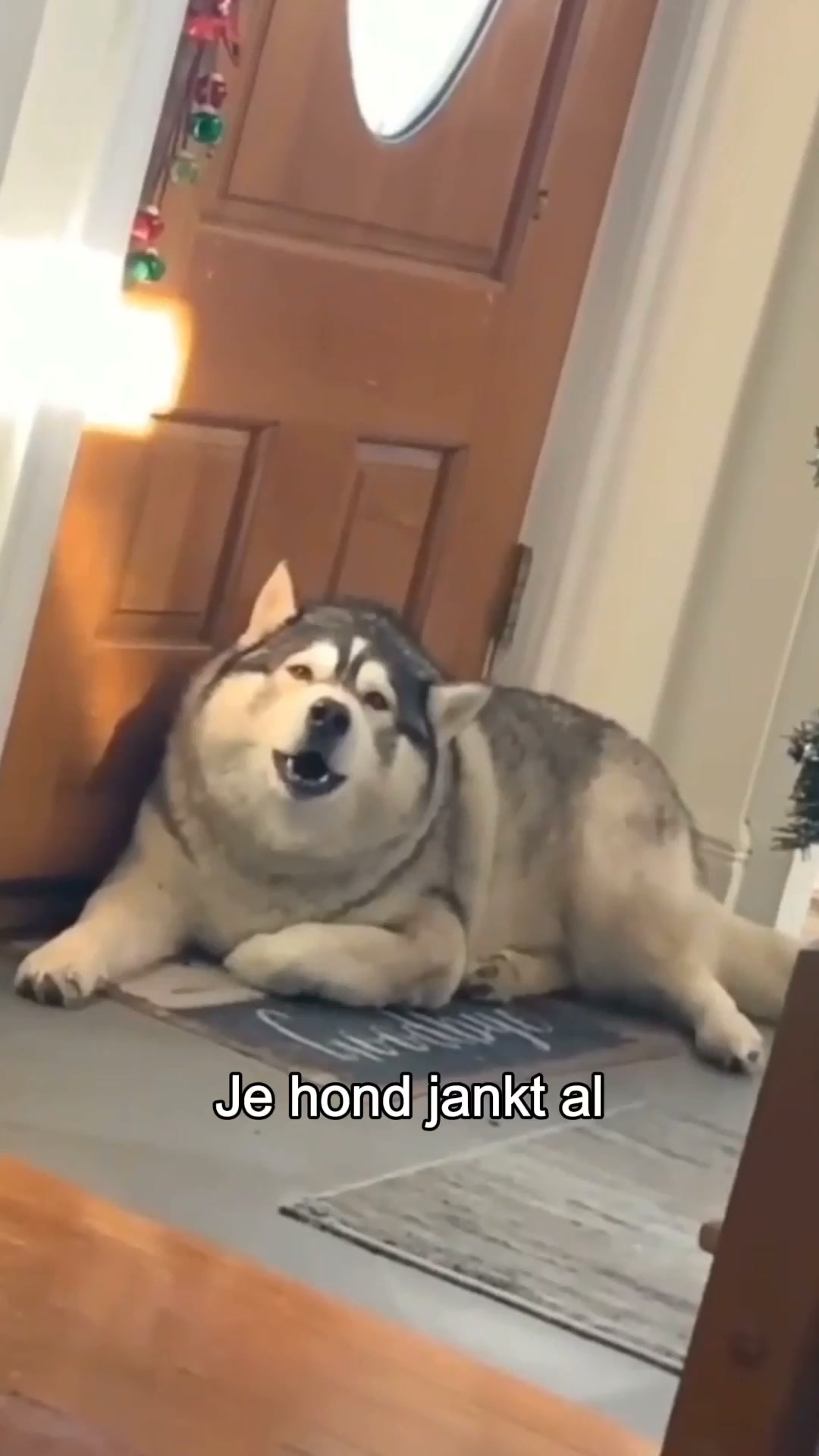 Zijn nieuwe favoriete maatje