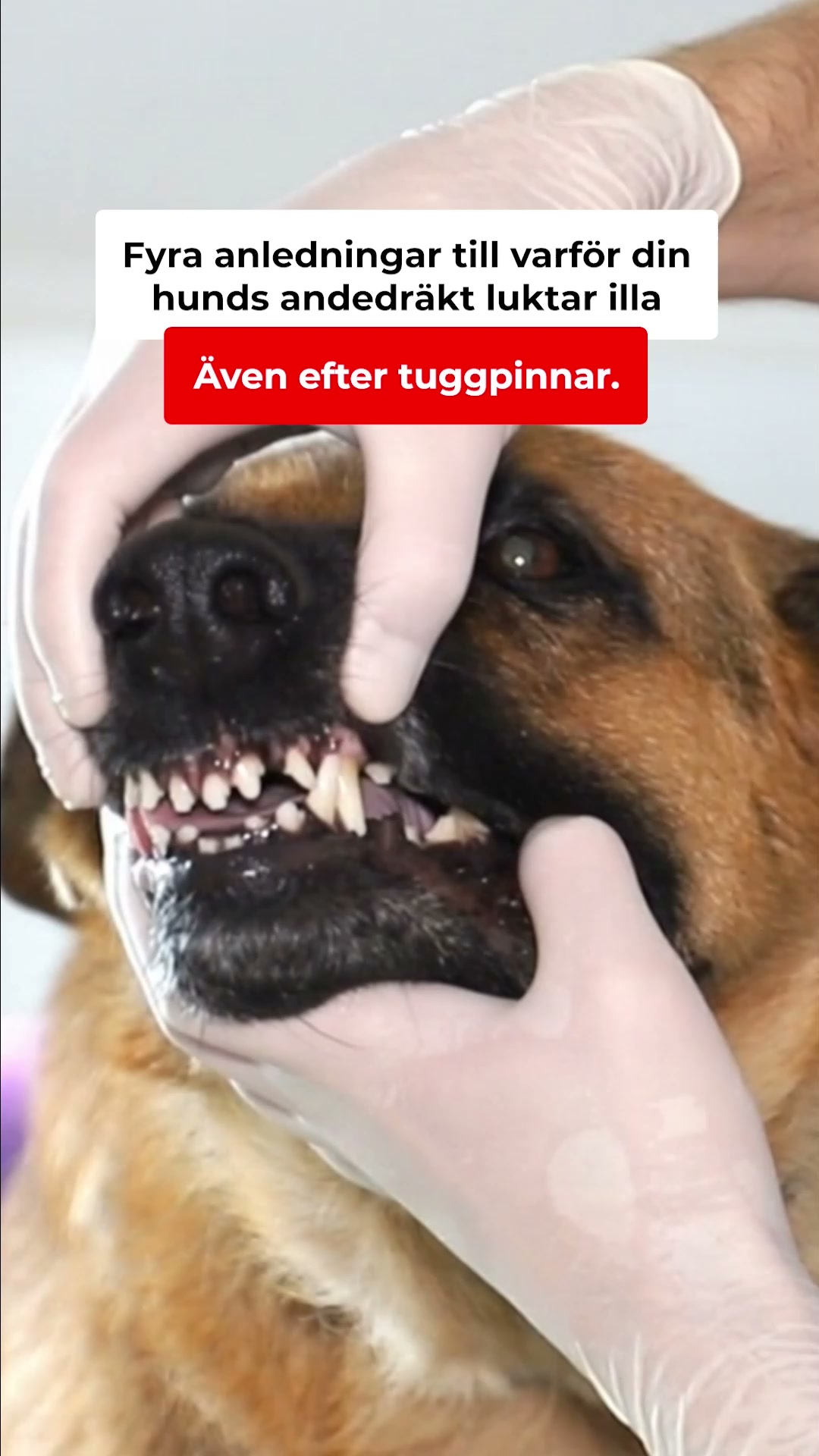 Fräschare andedräkt på bara två veckor