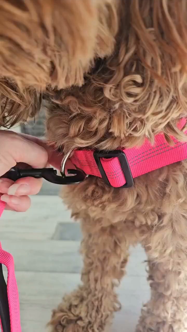 Le harnais anti-traction qui fait changer de direction à votre chien