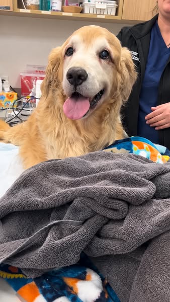 Give Your Dog The Right Water!