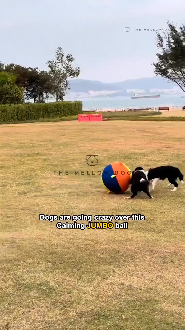 Watch your dog play like they've never played before